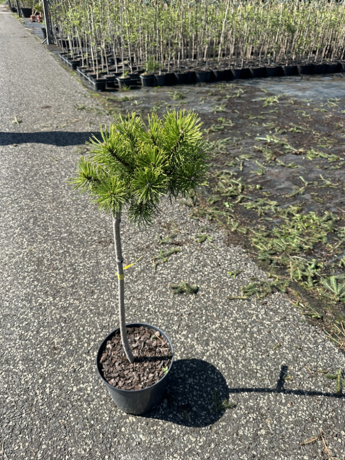 Сосна горная Винтер Голд штамбовая